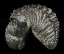 Wide, Partially Enrolled Pedinopariops Trilobite #58445-3